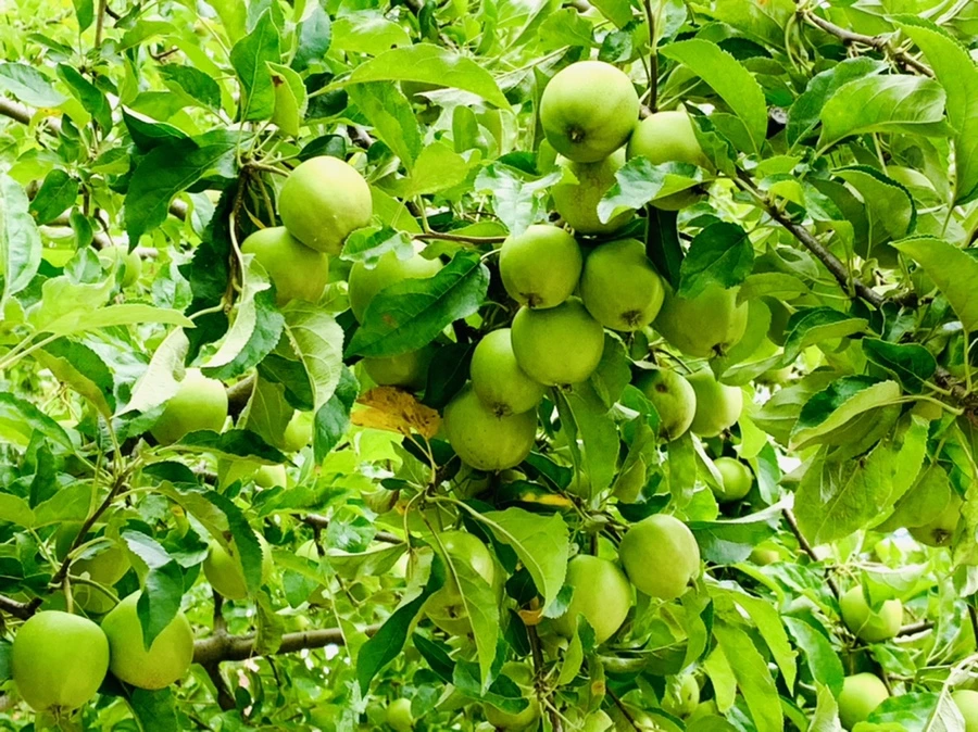 IMG_0682.jpg?type=w966