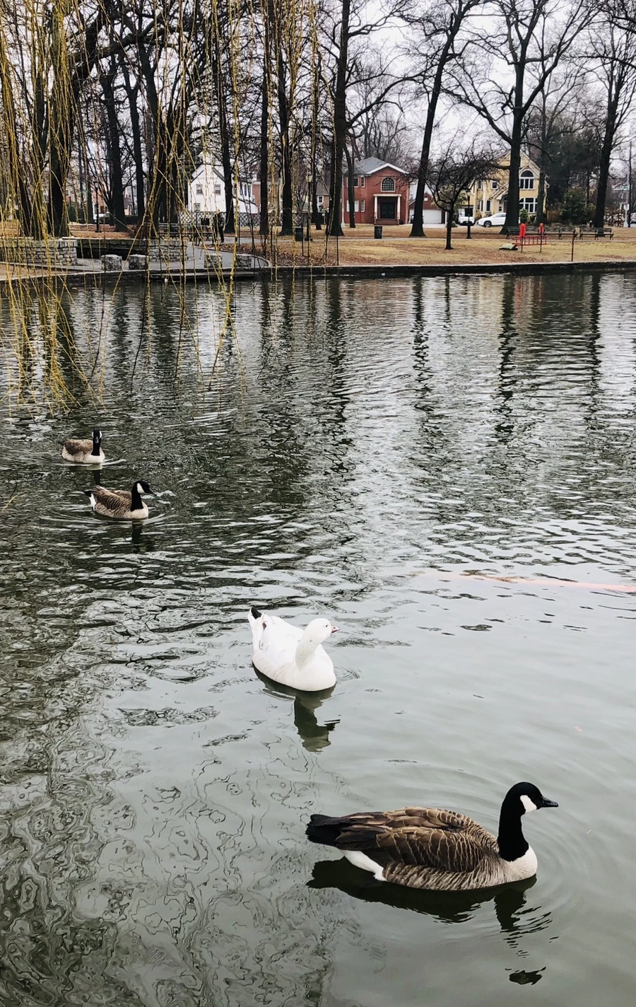 IMG_0038.jpg?type=w966