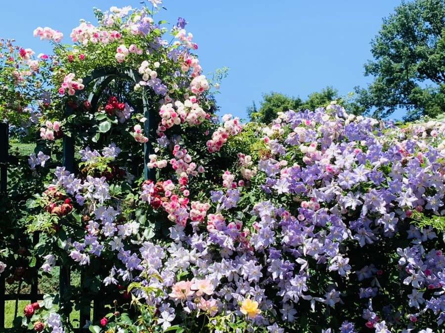 IMG_4124.jpg?type=w966