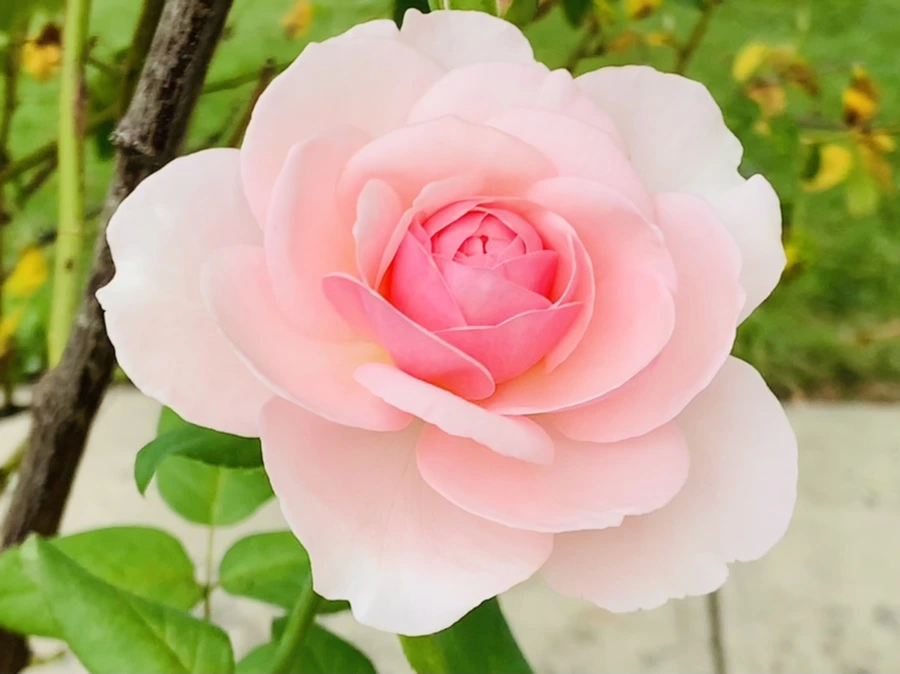 IMG_5990.jpg?type=w966