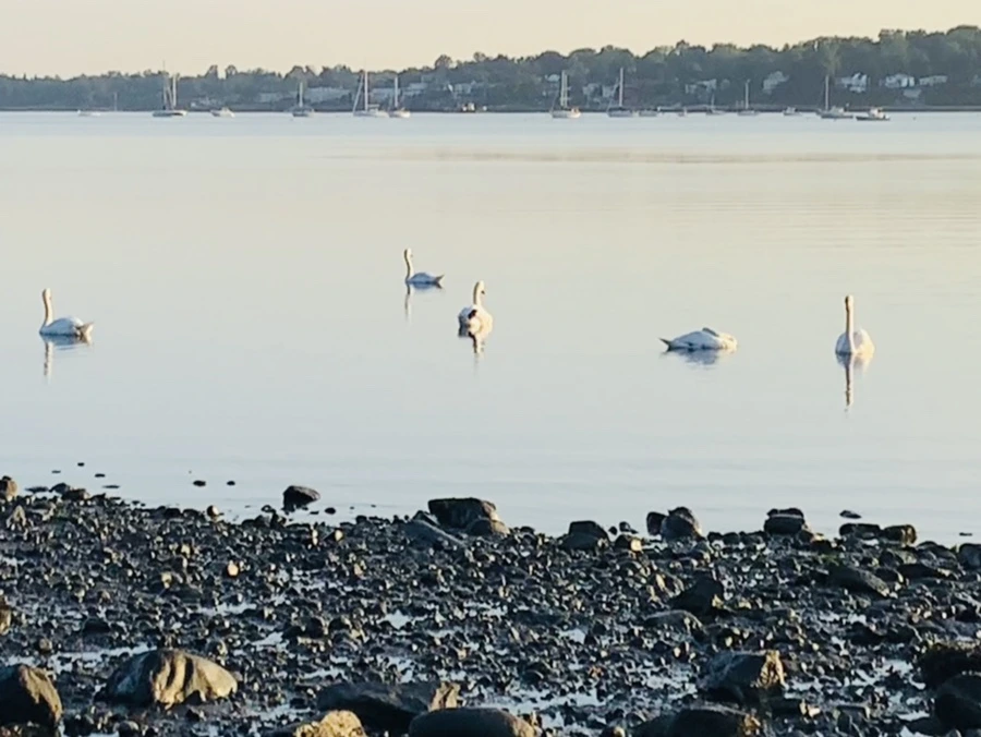 IMG_4212.jpg?type=w966