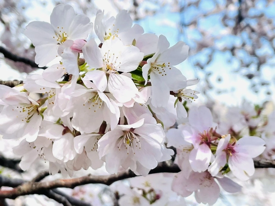 IMG_9825.jpg?type=w966