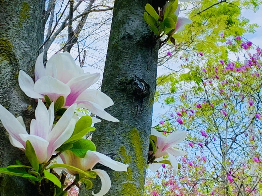 IMG_3903.jpg?type=w966