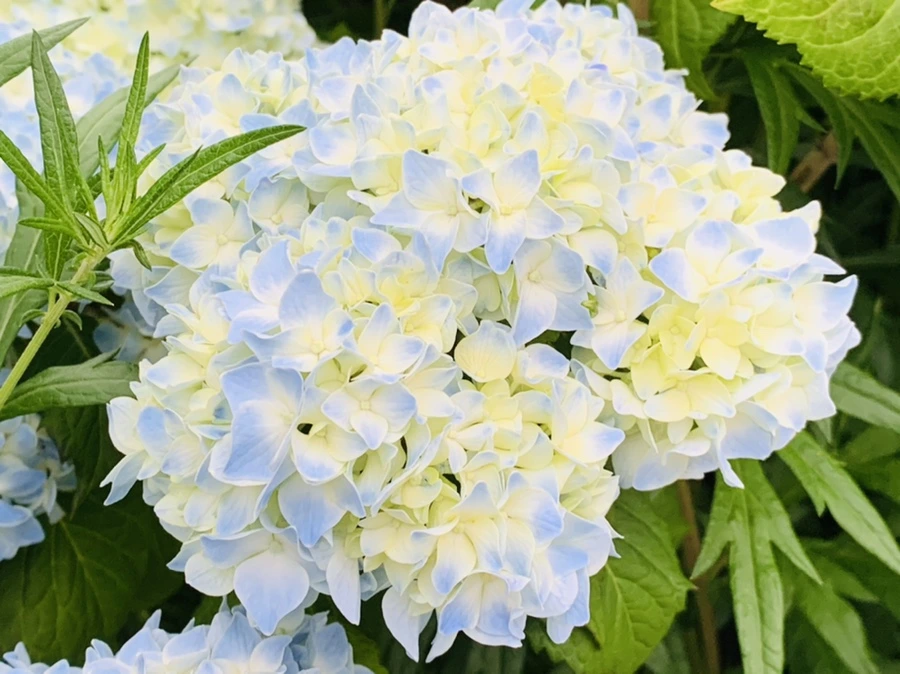 IMG_2493.jpg?type=w966