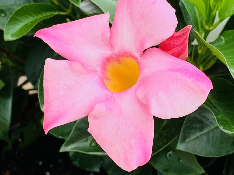 IMG_9055.jpg?type=w966