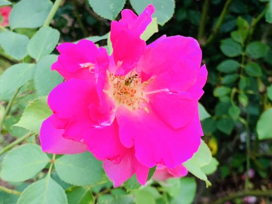 IMG_5083.jpg?type=w966