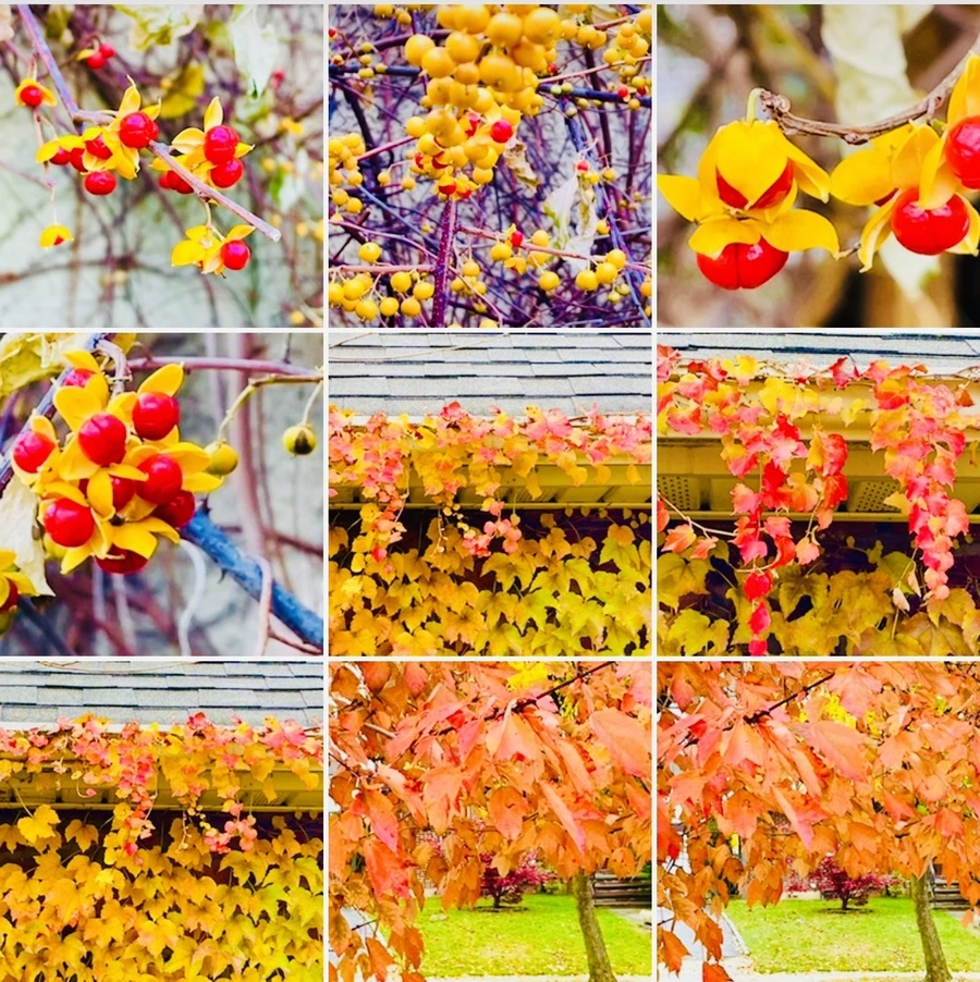 IMG_4561.jpg?type=w966