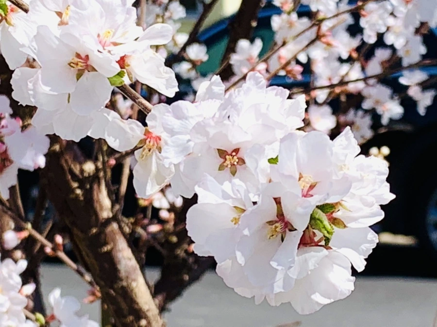 IMG_8060.jpg?type=w966