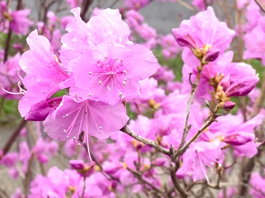 IMG_6160.jpg?type=w966