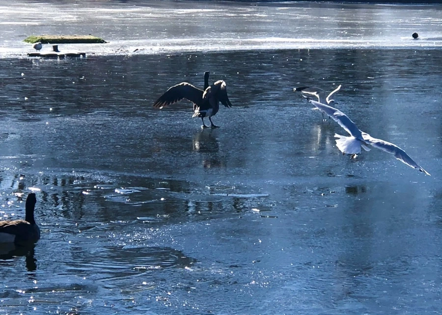 IMG_7962.jpg?type=w966