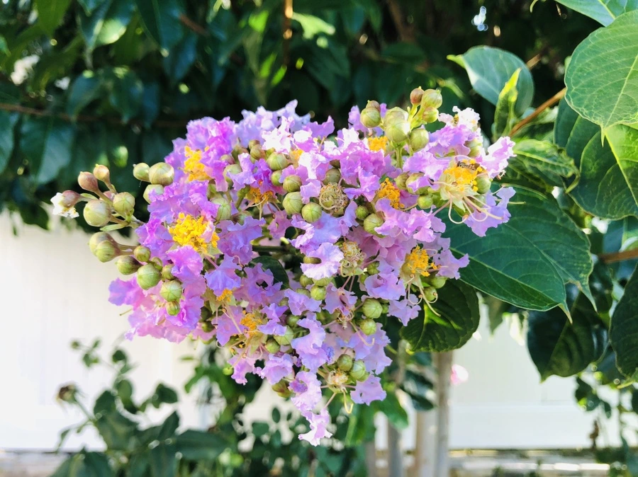 IMG_4701.jpg?type=w966