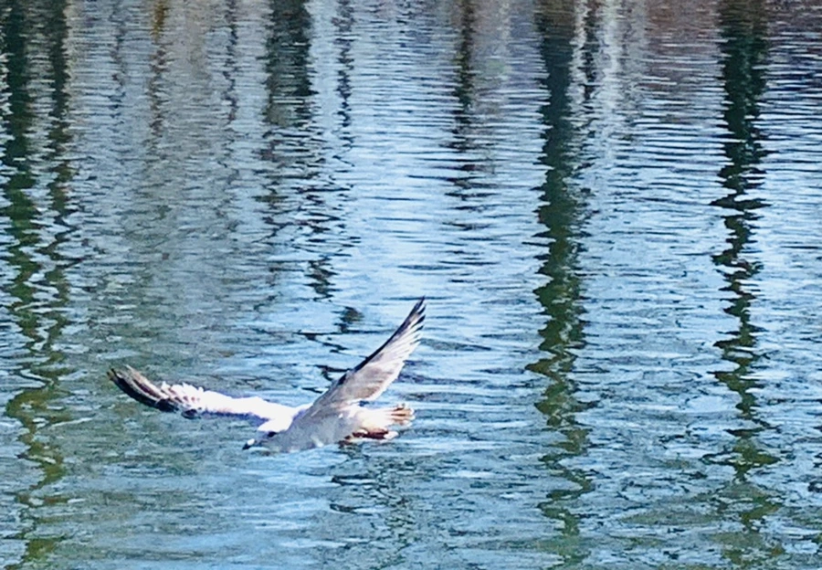 IMG_9502.jpg?type=w966