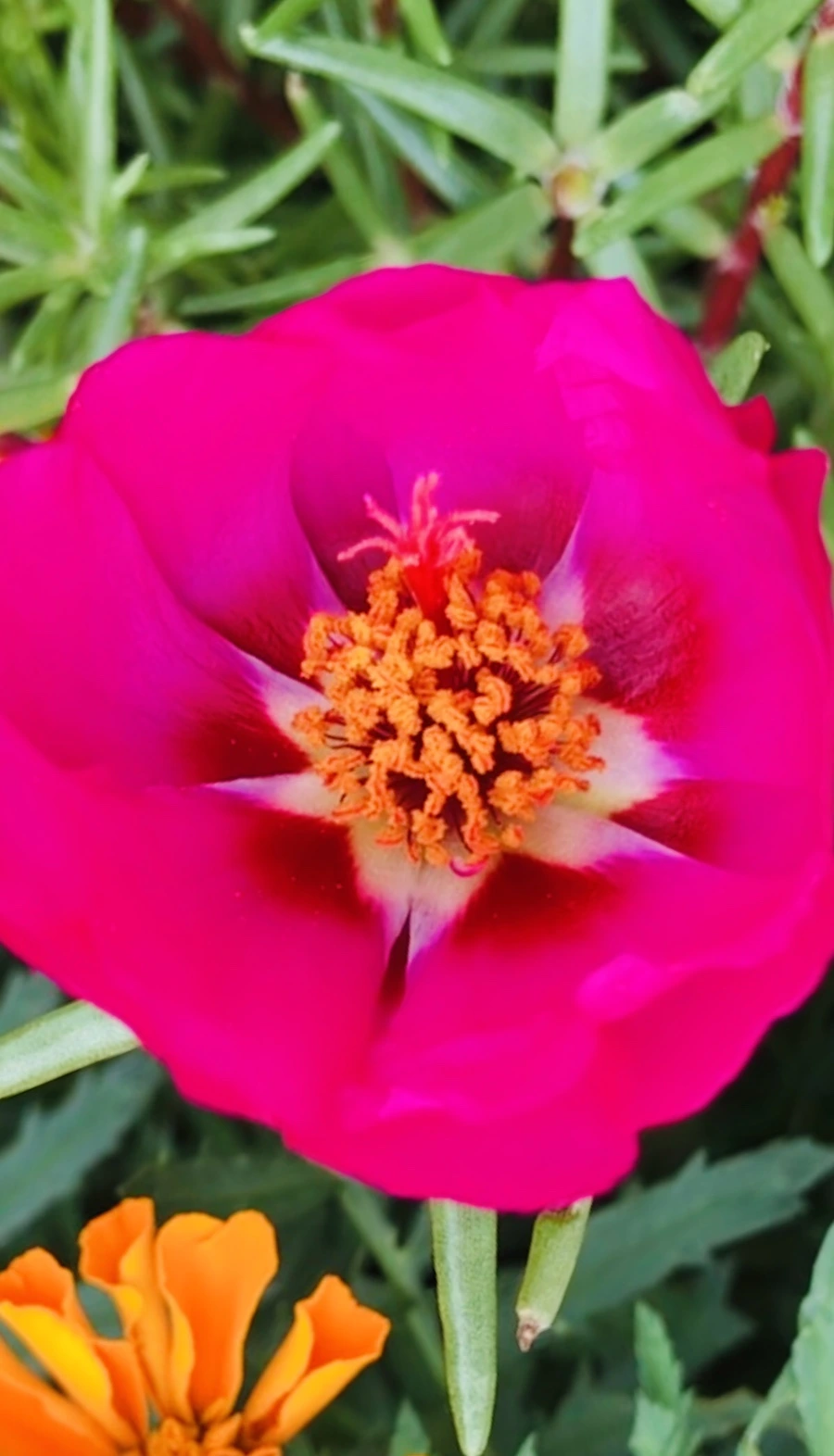 IMG_1284.jpg?type=w966