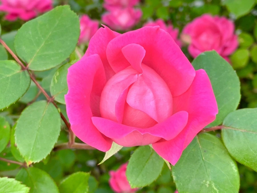 IMG_4062.jpg?type=w966