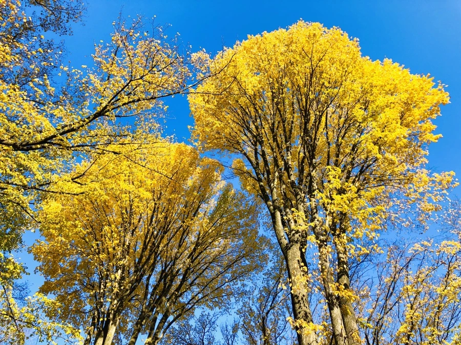 IMG_3477.jpg?type=w966