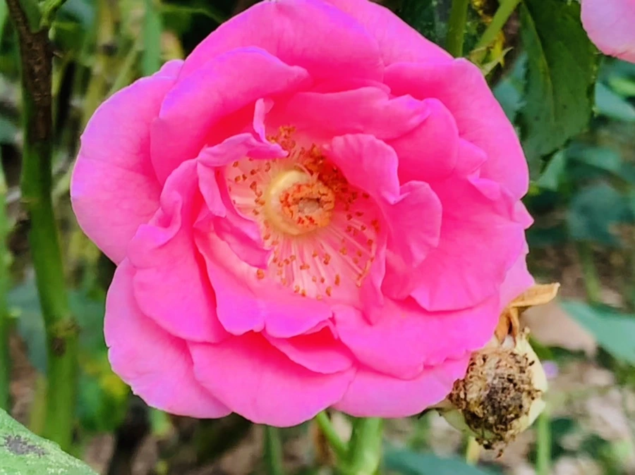 IMG_1234.jpg?type=w966