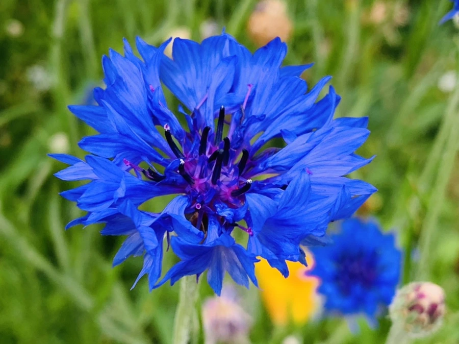 IMG_7246.jpg?type=w966