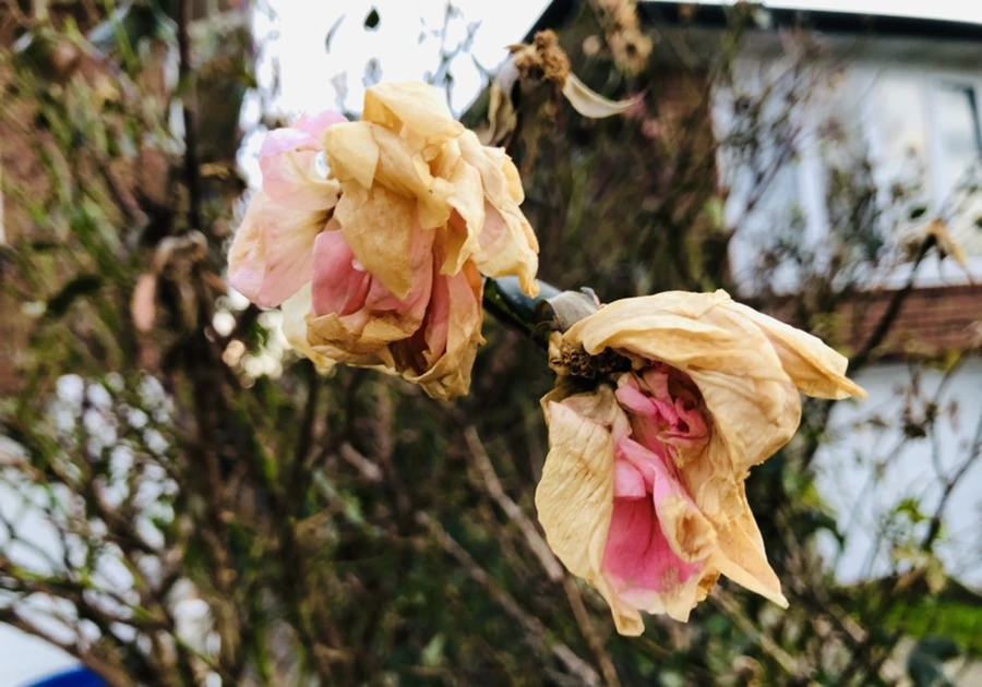 IMG_8188.jpg?type=w966