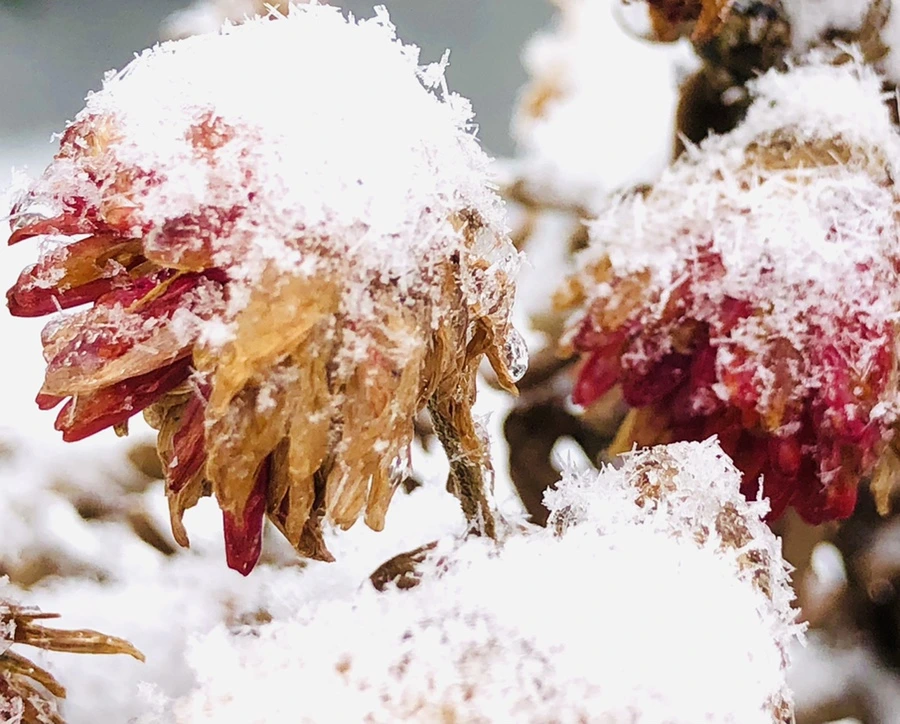 IMG_3452.jpg?type=w966