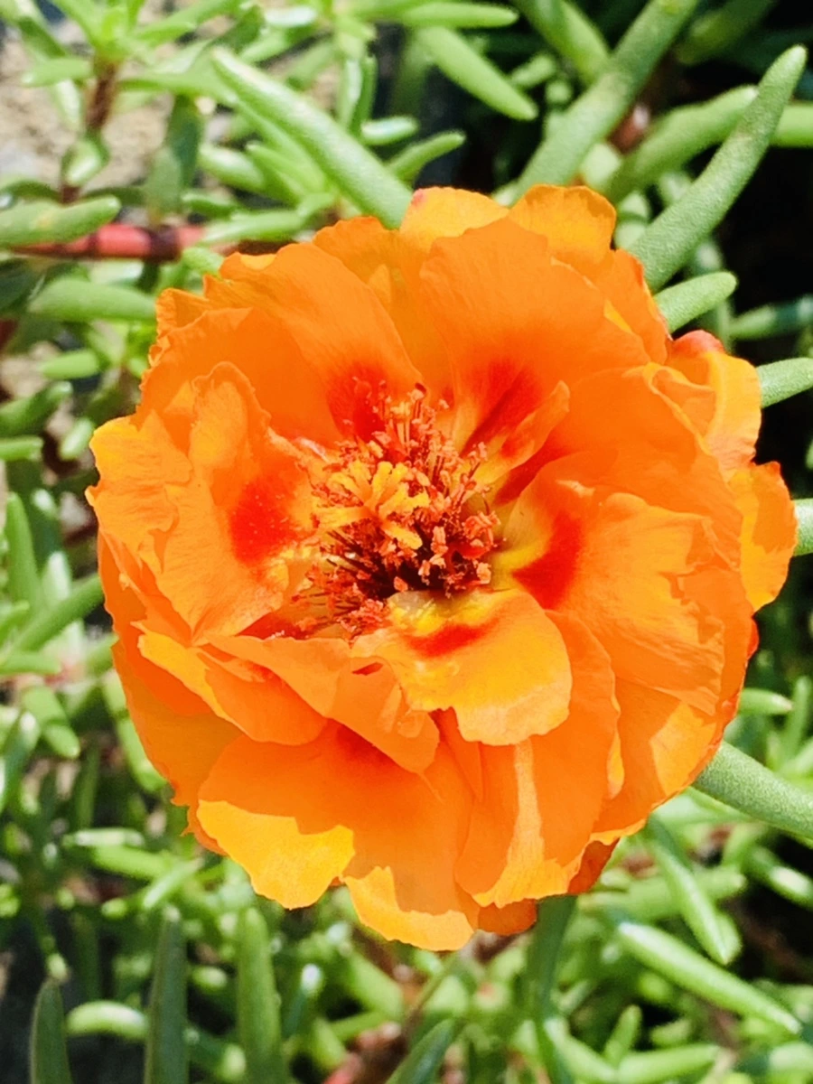 IMG_8384.jpg?type=w966