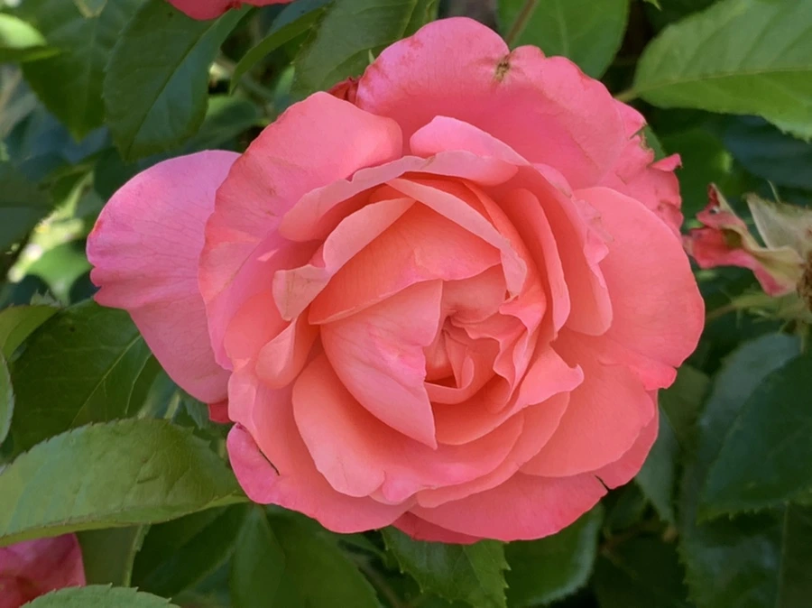 IMG_3094.jpg?type=w966