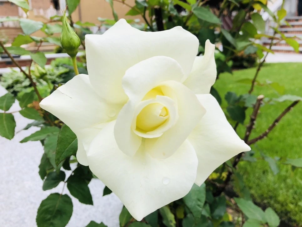 IMG_5314.jpg?type=w966