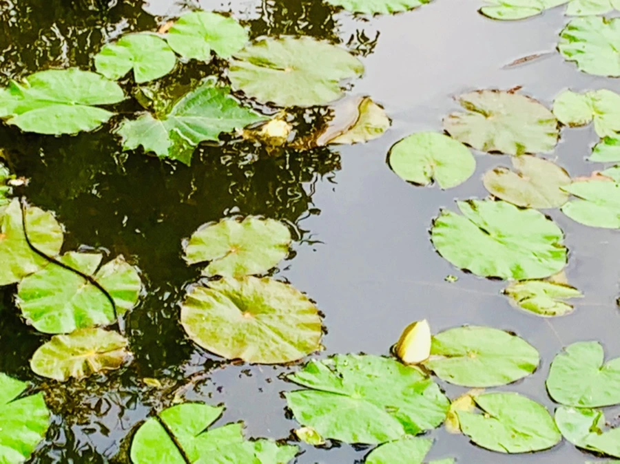 IMG_5157.jpg?type=w966