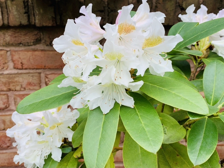 IMG_0684.jpg?type=w966