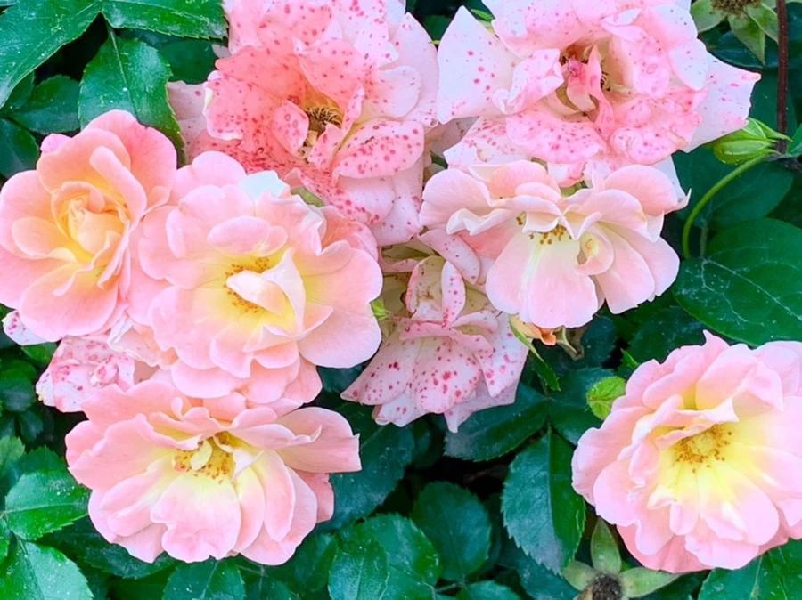 IMG_2688.jpg?type=w966