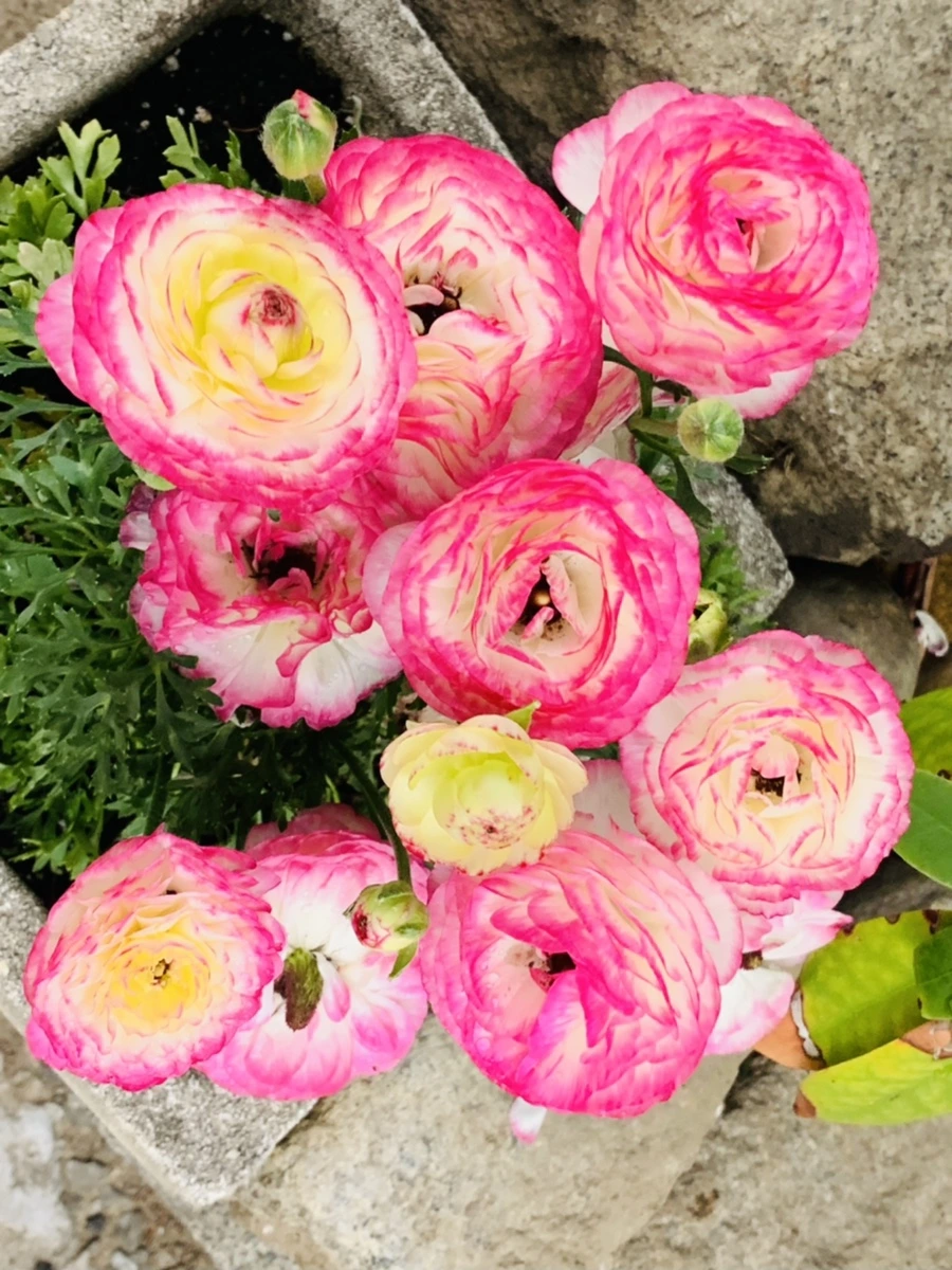 IMG_3956.jpg?type=w966