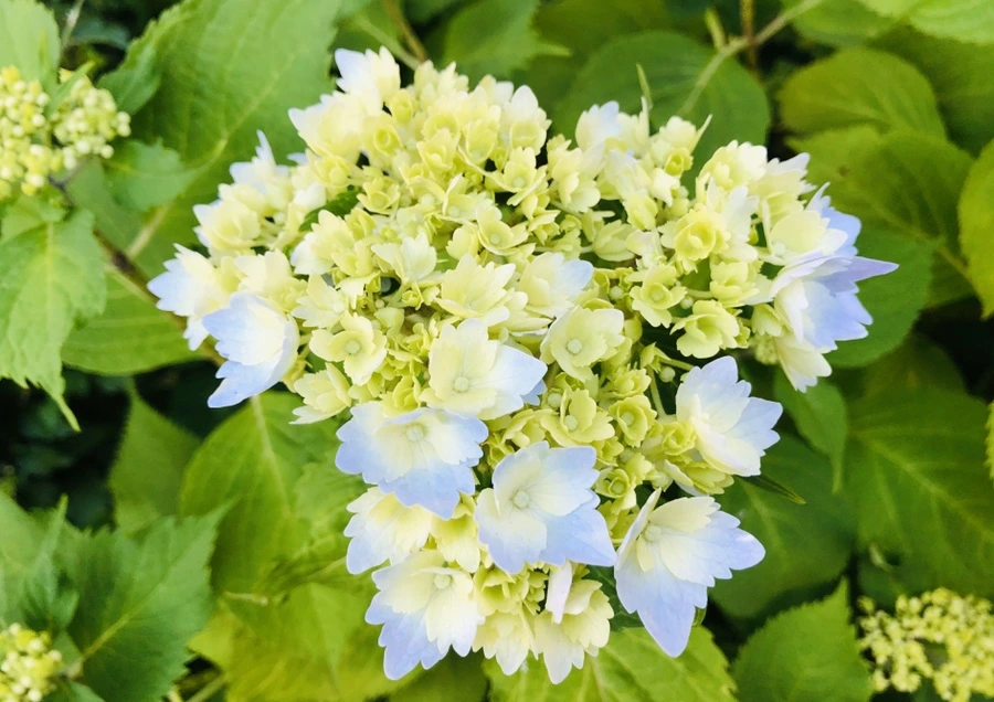 IMG_8650.jpg?type=w966