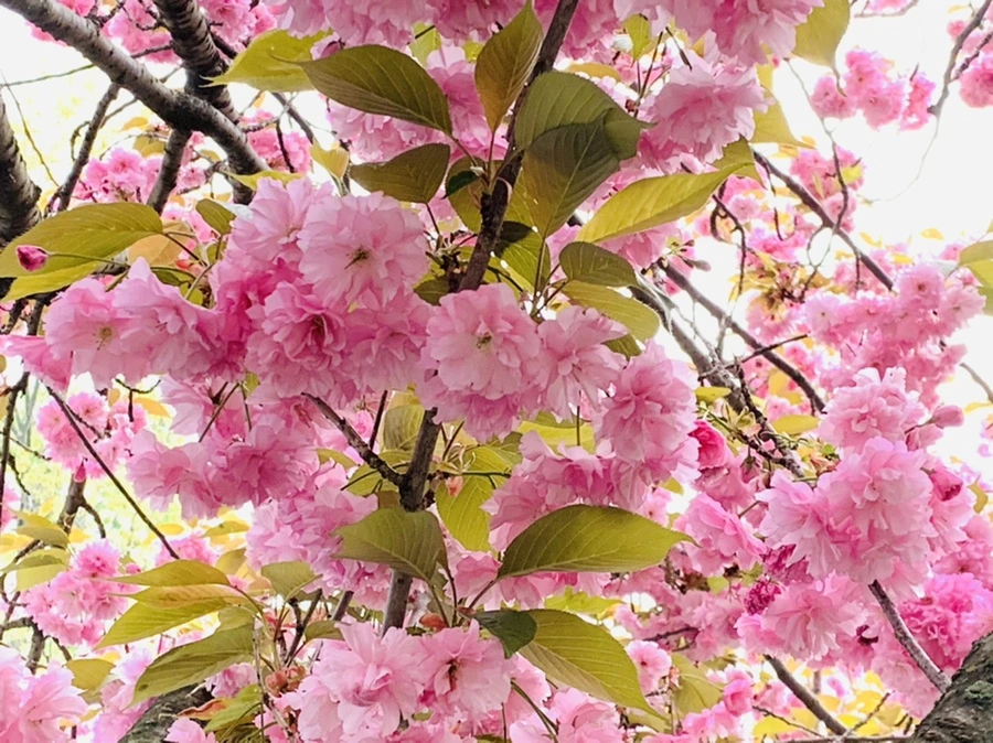 IMG_7343.jpg?type=w966