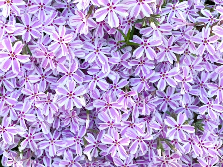 pwgc1wKPdR5s1OpfFDuMeWzH3nM