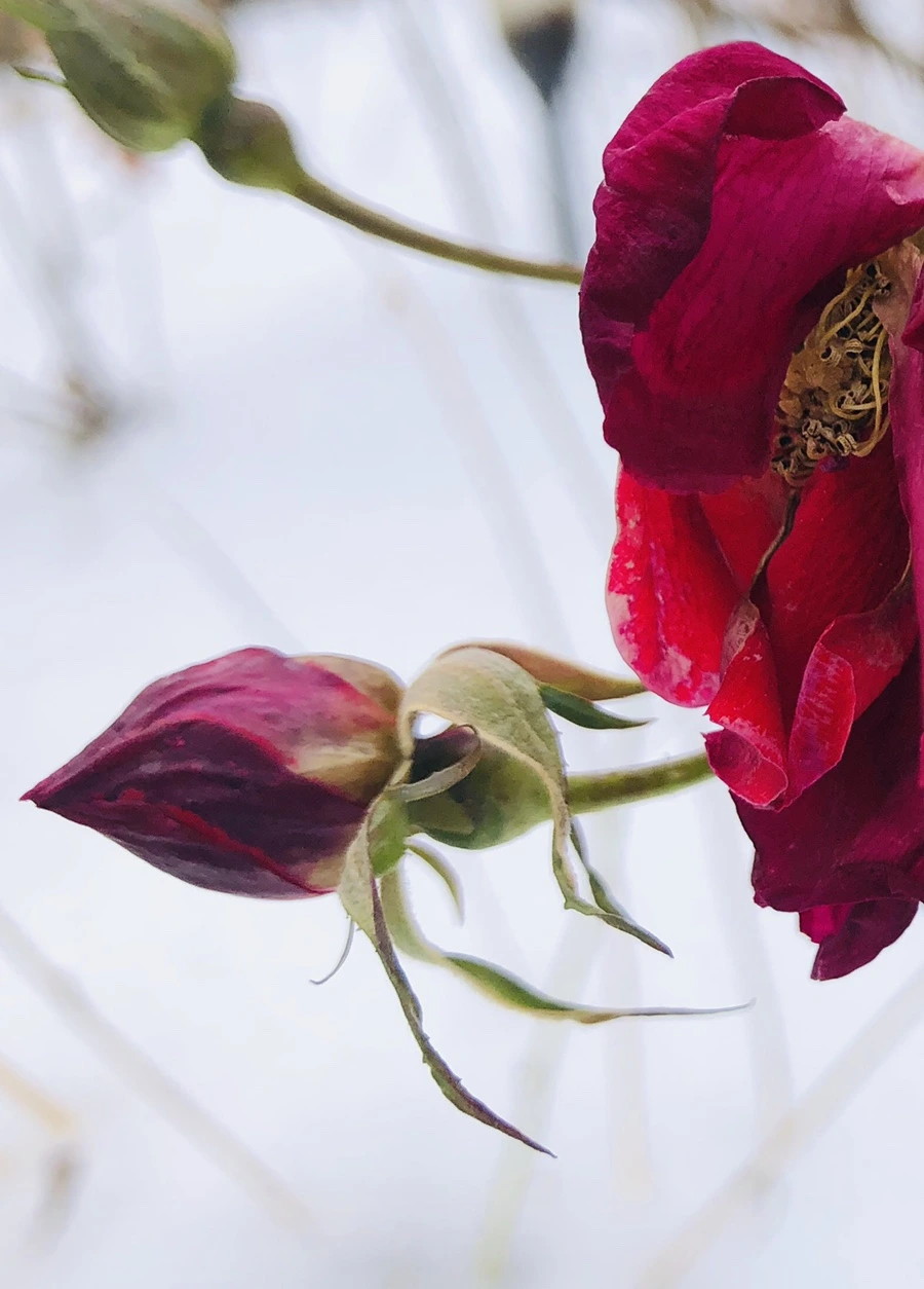 IMG_7554.jpg?type=w966