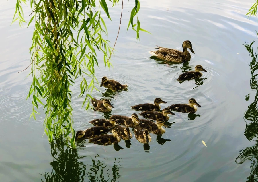 IMG_3115.jpg?type=w966