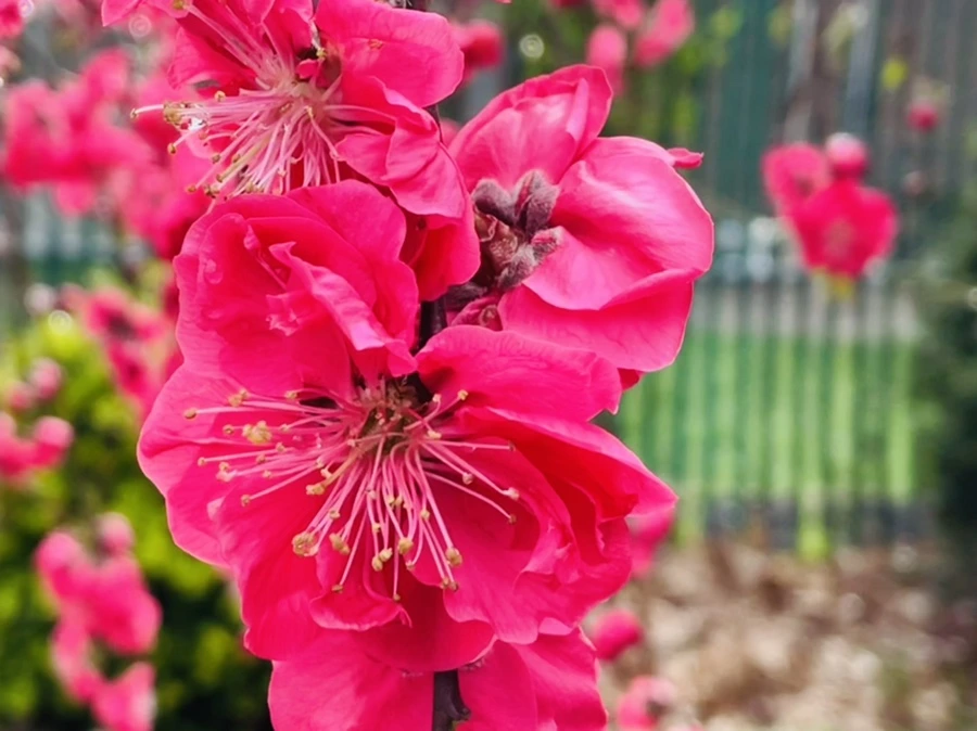 IMG_1274.jpg?type=w966