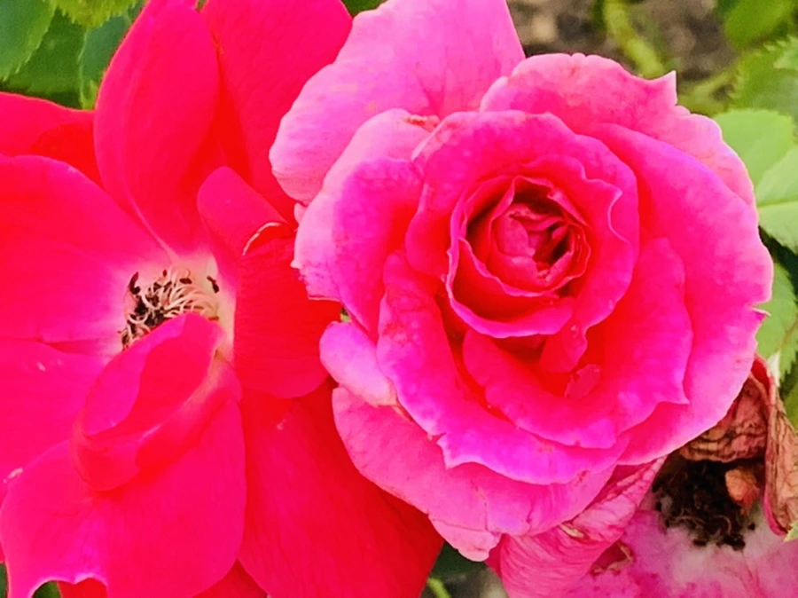 IMG_2954.jpg?type=w966