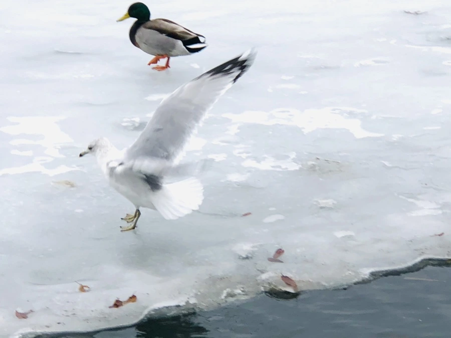 IMG_6260.jpg?type=w966