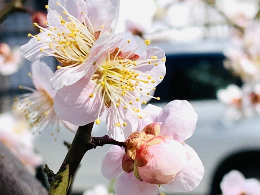 IMG_1010.jpg?type=w966