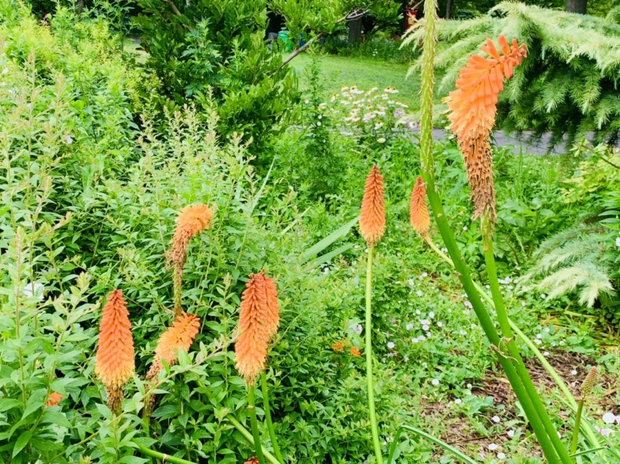 IMG_0377.jpg?type=w966