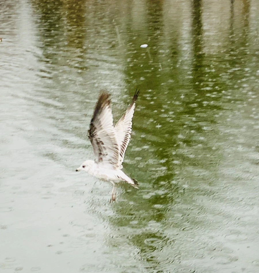 IMG_2133.jpg?type=w966