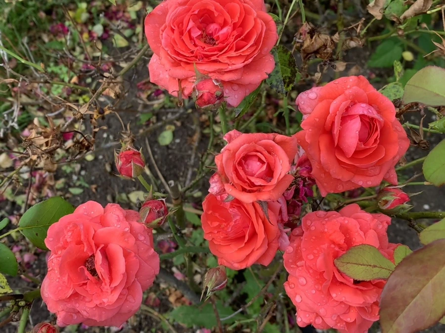 IMG_5032.jpg?type=w966