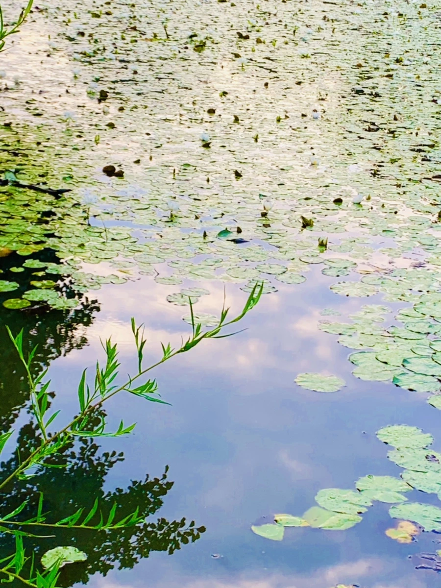 IMG_0423.jpg?type=w966