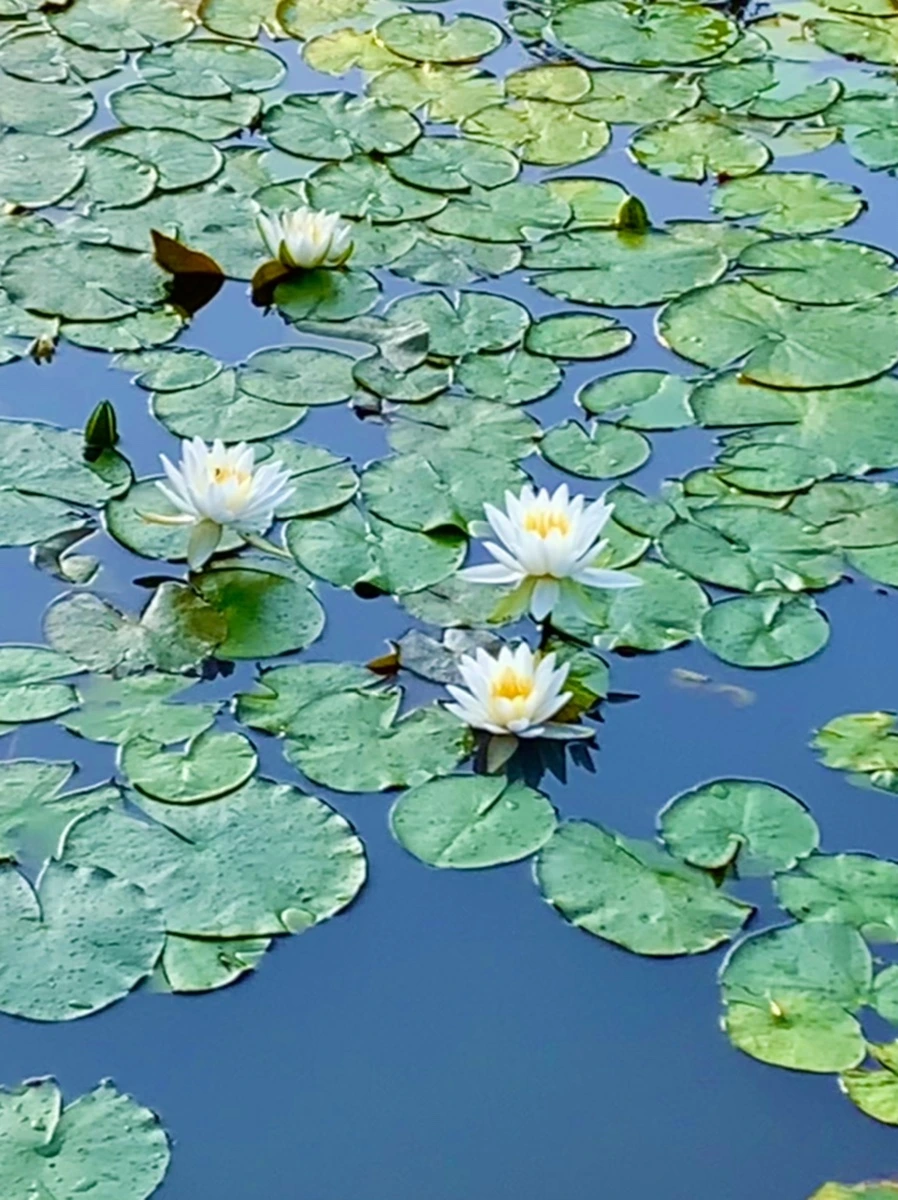 IMG_0789.jpg?type=w966