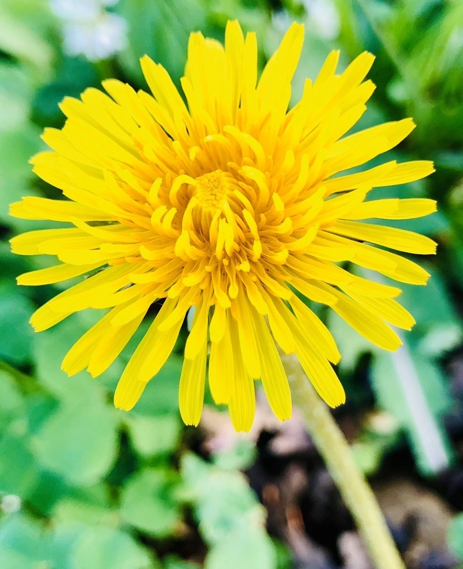 dgsu7fODLOBHGmckdJXZtoTzZQM