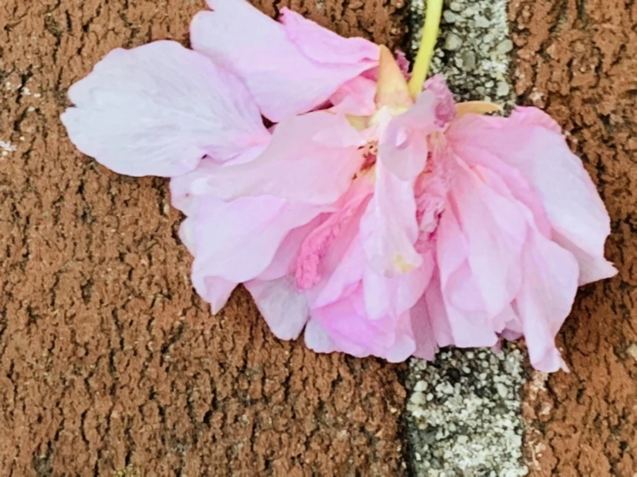 IMG_7200.jpg?type=w966