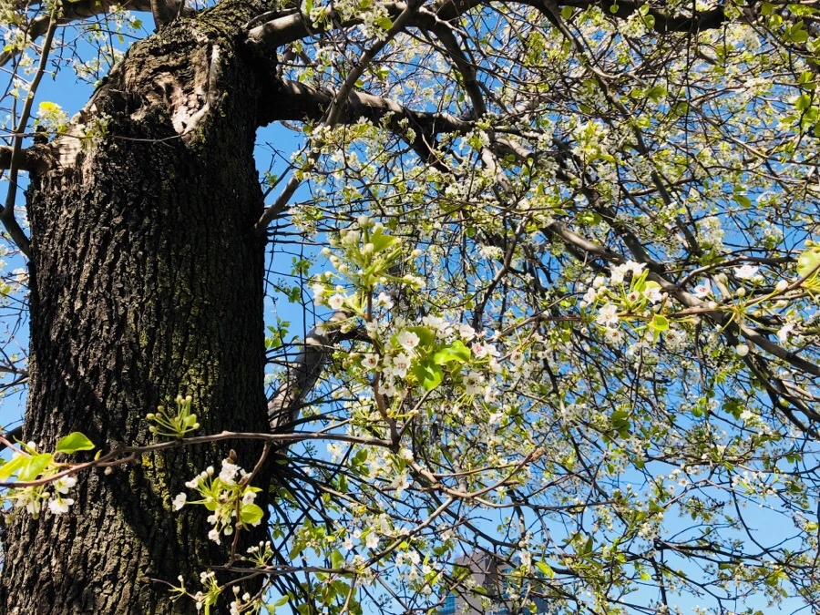 IMG_4604.jpg?type=w966