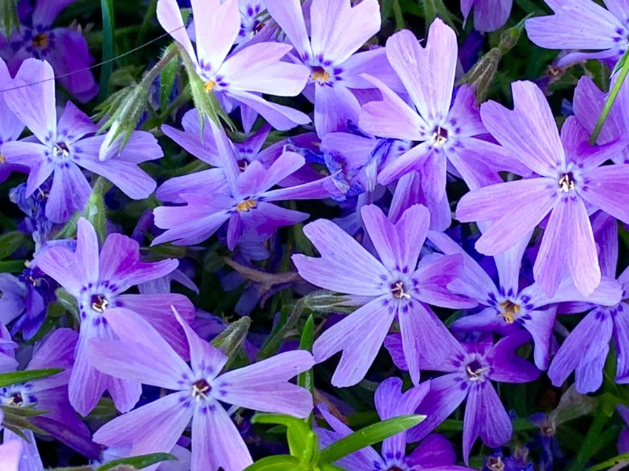 IMG_8241.jpg?type=w966