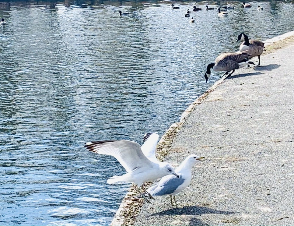 IMG_7200.jpg?type=w966