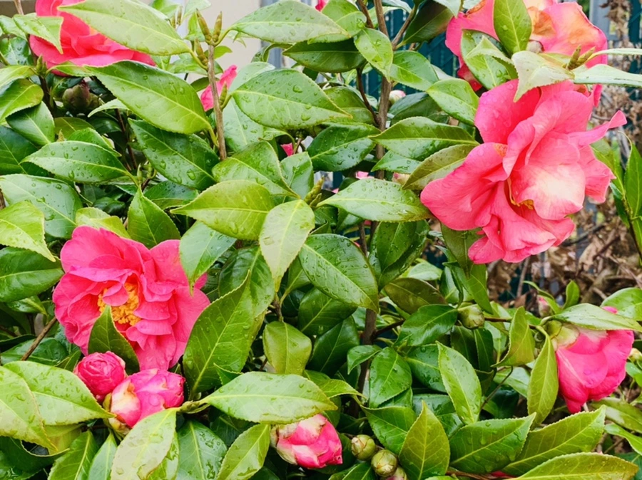 IMG_6248.jpg?type=w966